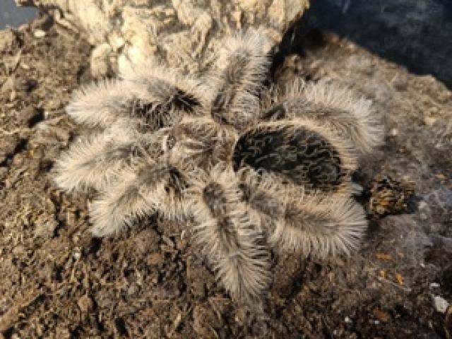 Vogelspinne Tliltocatl albopilosus nigaragua weiblich 5cm KL - 1